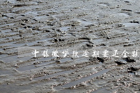 中银微贷款逾期要还全额 中银微贷款逾期要还全额