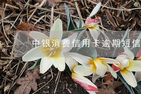 中银消费信用卡逾期短信 中银消费信用卡逾期短信