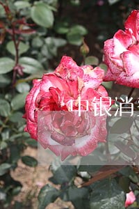 中银消费贷款逾期3天 中银消费贷款逾期3天