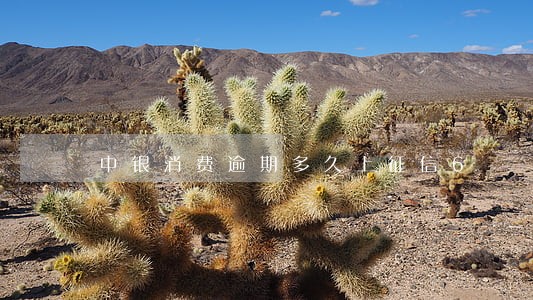 中银消费逾期多久上征信6 中银消费逾期多久上征信6