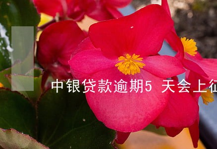 中银贷款逾期5天会上征信吗 中银贷款逾期5天会上征信吗