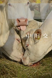 中阳交警曝光两起酒驾违法行为 中阳交警曝光两起酒驾违法行为