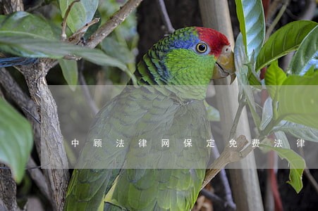 中顾法律网保定免费法律咨询