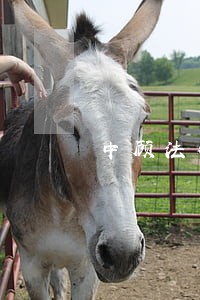 中顾法律网淄博免费法律咨询 中顾法律网淄博免费法律咨询