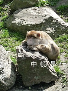 中顿是什么意思 中顿是什么意思
