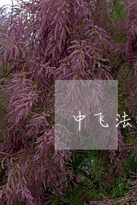 中飞法律咨询有限公司