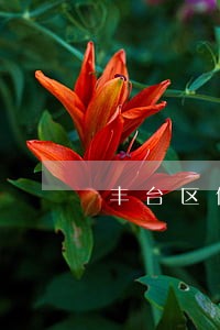 丰台区债务律师收费 丰台区债务律师收费