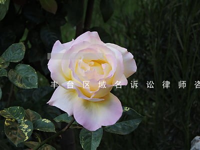 丰台区域名诉讼律师咨询服务 丰台区域名诉讼律师咨询服务
