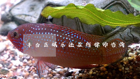丰台区娱乐法在线律师咨询