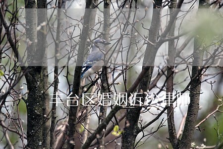 丰台区婚姻诉讼律师 丰台区婚姻诉讼律师