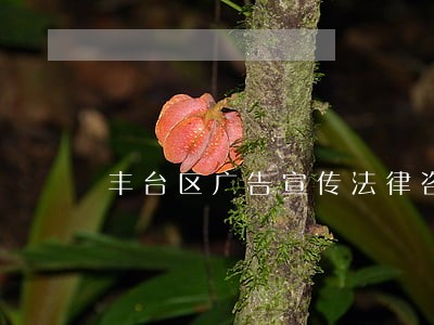 丰台区广告宣传法律咨询热线 丰台区广告宣传法律咨询热线