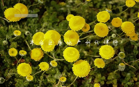 丰台区房地产纠纷律师 丰台区房地产纠纷律师