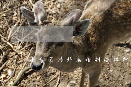丰台区涉外离婚纠纷律师价格 丰台区涉外离婚纠纷律师价格