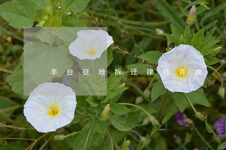 丰台征地拆迁律师咨询 丰台征地拆迁律师咨询