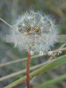 丰台房产合同律师案子 丰台房产合同律师案子