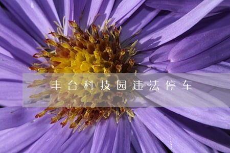 丰台科技园违法停车 丰台科技园违法停车