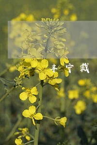 丰宁裁员律师在线咨询 丰宁裁员律师在线咨询