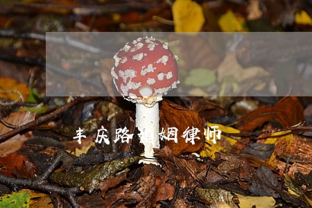丰庆路婚姻律师