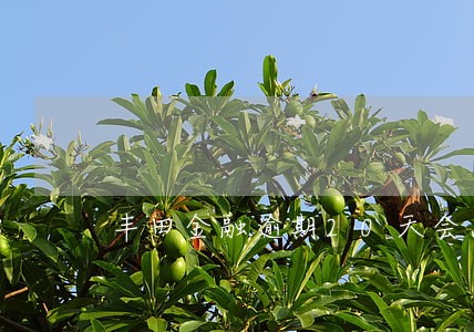 丰田金融逾期20天会怎么样 丰田金融逾期20天会怎么样