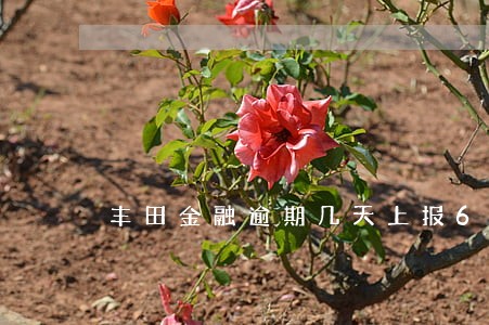 丰田金融逾期几天上报6