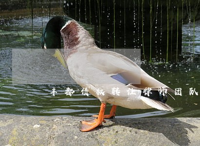 丰都债权转让律师团队 丰都债权转让律师团队
