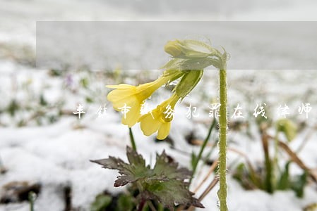 丰镇市职务犯罪在线律师咨询