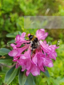 串通拍卖行为的刑法