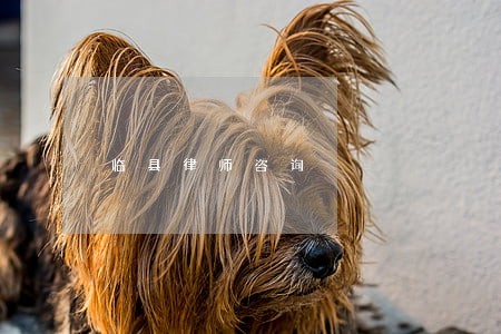 临县律师咨询 临县律师咨询
