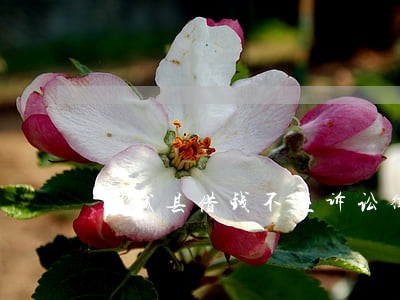 临城县借钱不还诉讼律师 临城县借钱不还诉讼律师