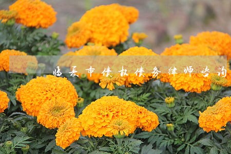 临夏市债权债务律师咨询电话 临夏市债权债务律师咨询电话