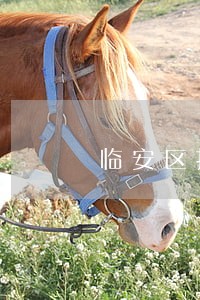 临安区找离婚债务纠纷律师 临安区找离婚债务纠纷律师