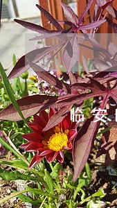 临安区水利电力在线律师咨询