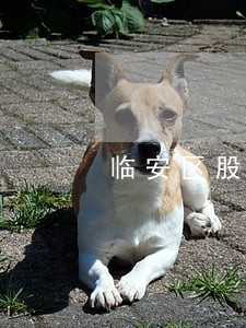 临安区股权转让律师费用 临安区股权转让律师费用