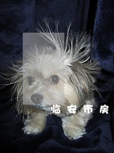 临安市房产纠纷律师在线咨询 临安市房产纠纷律师在线咨询