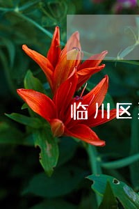 临川区票据律师万伟在线免费咨询
