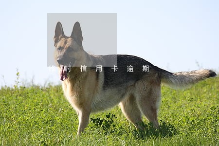 临时信用卡逾期