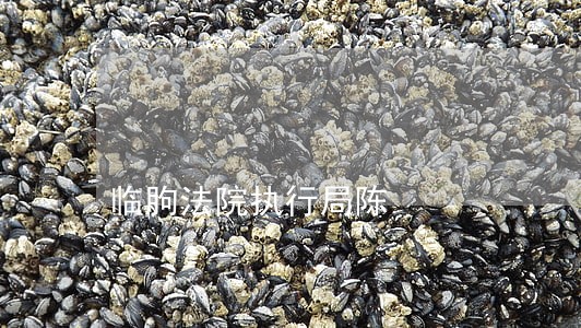 临朐法院执行局陈
