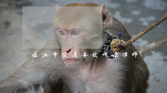 临江市交通事故诉讼律师 临江市交通事故诉讼律师