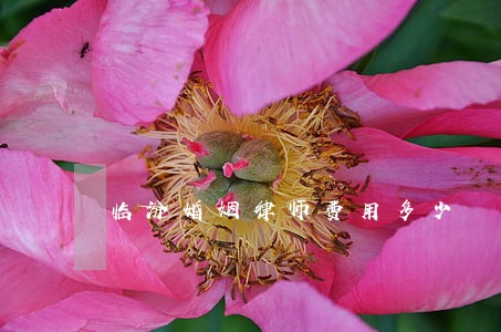 临汾婚姻律师费用多少 临汾婚姻律师费用多少