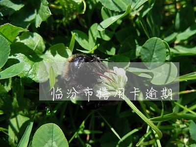临汾市信用卡逾期