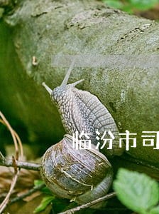 临汾市司法局局长是谁 临汾市司法局局长是谁