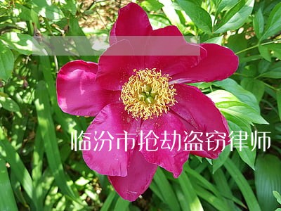 临汾市抢劫盗窃律师 临汾市抢劫盗窃律师