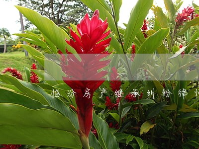 临汾房产继承纠纷律师 临汾房产继承纠纷律师