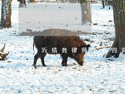 临沂债务律师免费咨询 临沂债务律师免费咨询