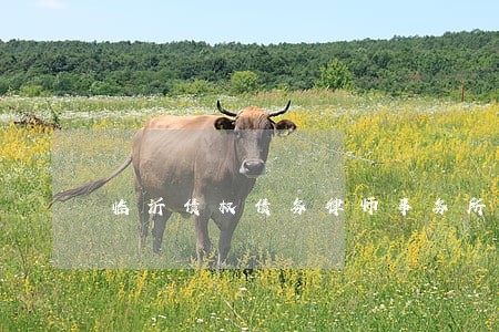 临沂债权债务律师事务所哪个好 临沂债权债务律师事务所哪个好