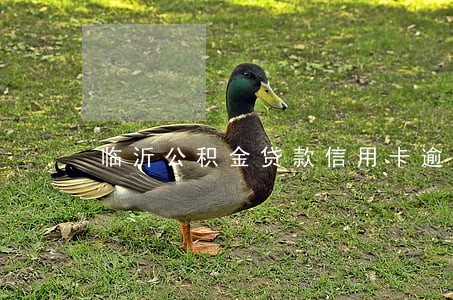 临沂公积金贷款信用卡逾期 临沂公积金贷款信用卡逾期