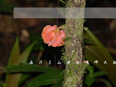 临沂兰山债务律师大概多少 临沂兰山债务律师大概多少