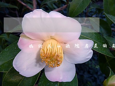临沂兰山法院房屋拍卖