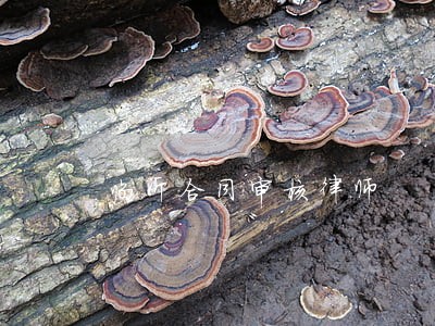 临沂合同审核律师 临沂合同审核律师