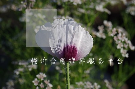 临沂合同律师服务平台 临沂合同律师服务平台